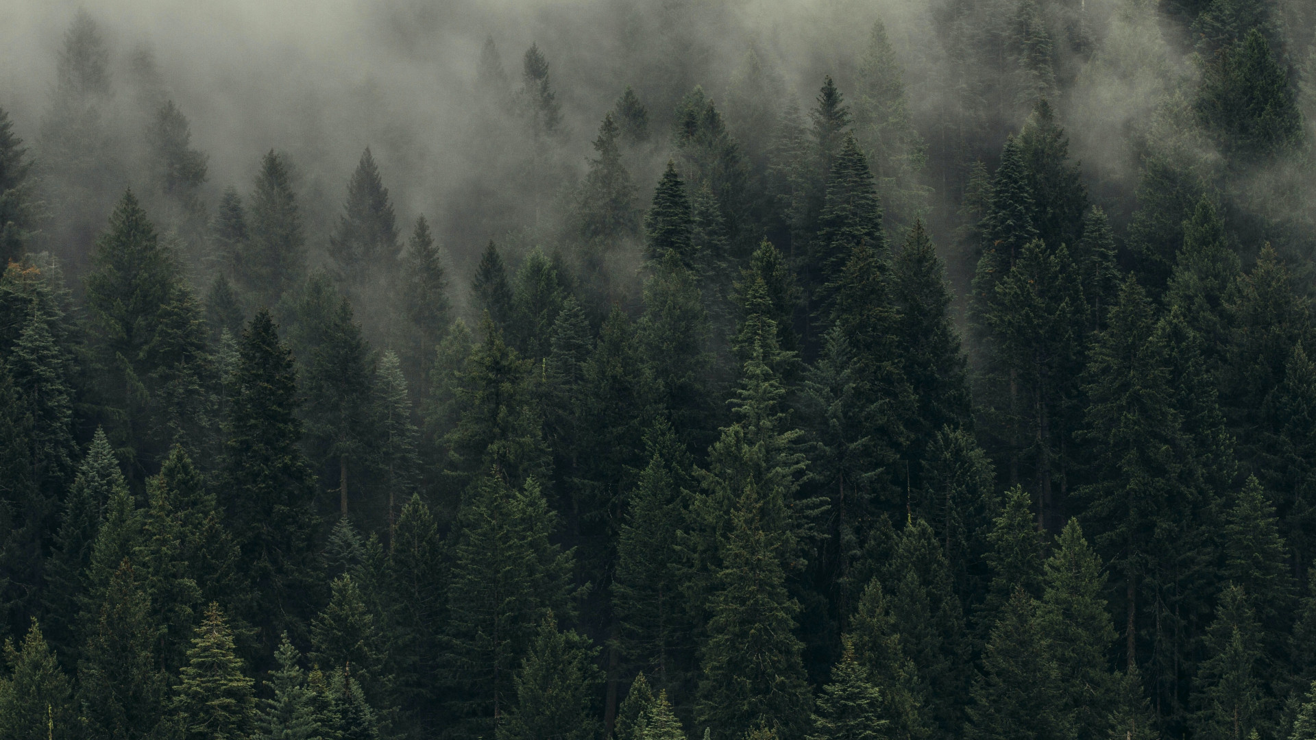 Aerial photograph of trees, low flying shot, heavy fog