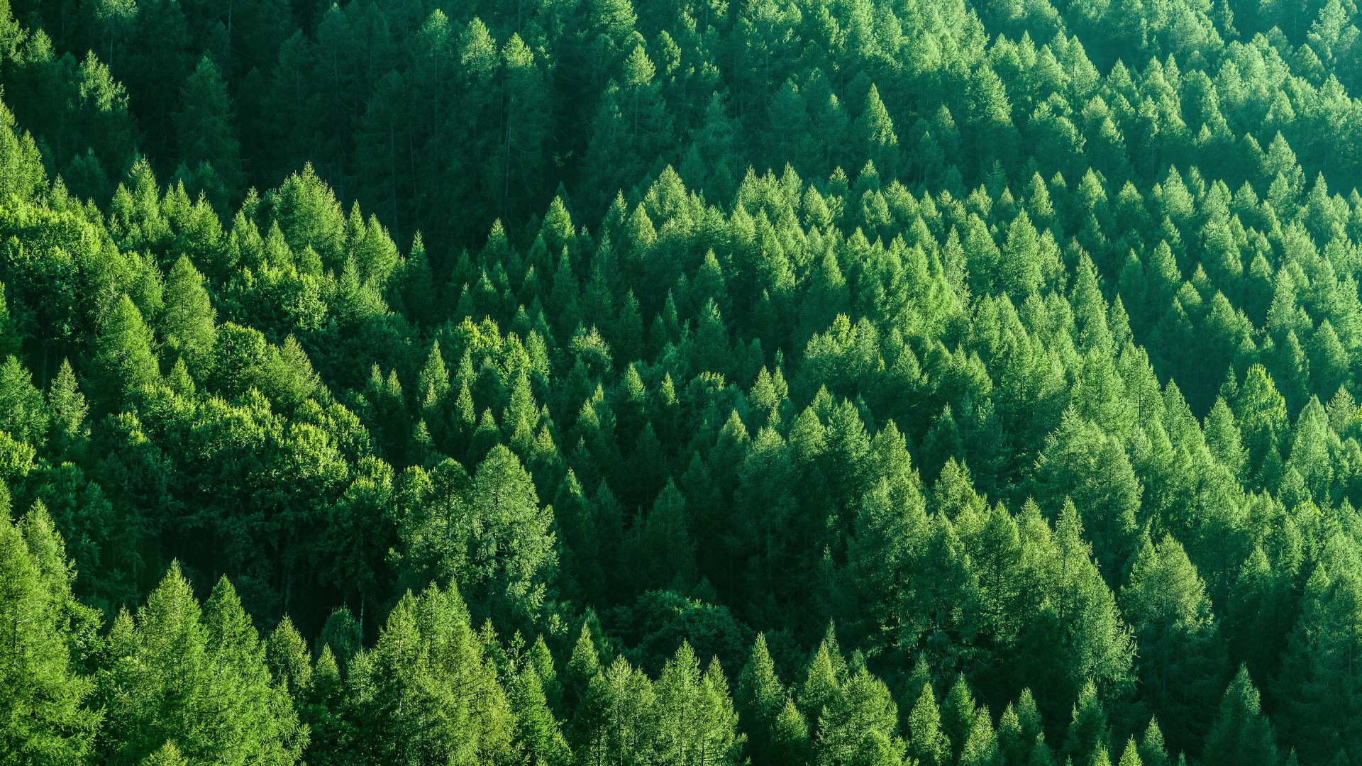 Aerial photograph of trees.